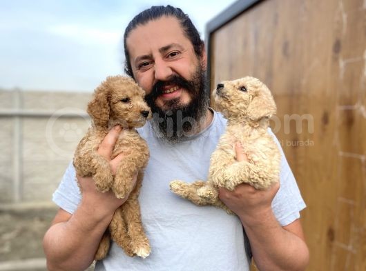 Cıvıl Cıvıl Giant Poodle Yavrularımız görsel