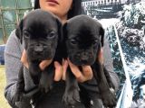 Safkan Canecorso Yavrularımız