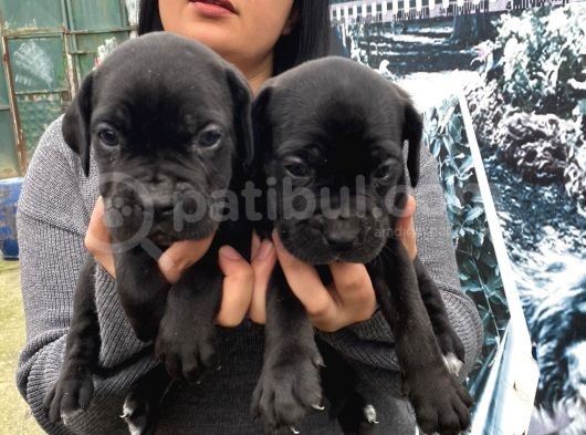 Safkan Canecorso Yavrularımız görsel