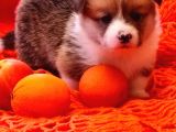 Secereli A Kalite Welsh Corgi Pembroke Yavrular