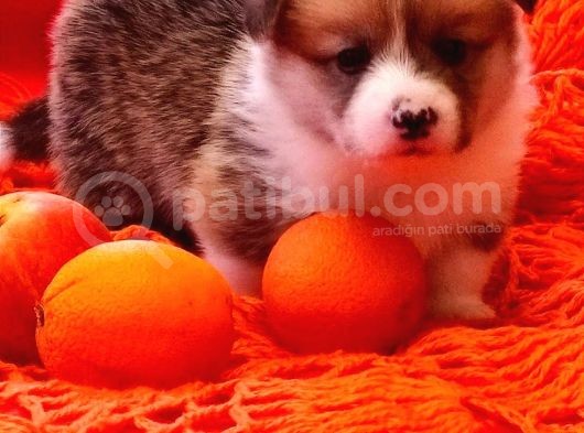 Secereli A Kalite Welsh Corgi Pembroke Yavrular görsel