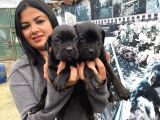 Safkan Canecorso Yavrularımız