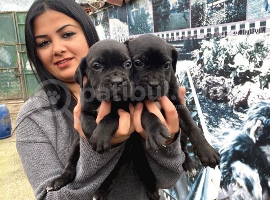 Safkan Canecorso Yavrularımız görsel
