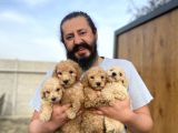Cıvıl Cıvıl Giant Poodle Yavrularımız