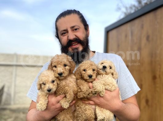 Cıvıl Cıvıl Giant Poodle Yavrularımız