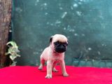 A Kalite Gül Kuyruk Basık Burun Pug Yavru