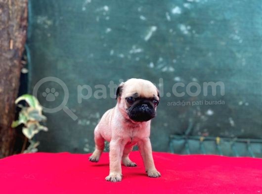 A Kalite Gül Kuyruk Basık Burun Pug Yavru görsel
