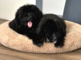 Bernedoodle multigenerational yavrular