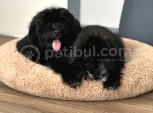 Bernedoodle Multigenerational Yavrular