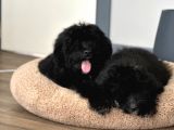 Bernedoodle Multigenerational Yavrular
