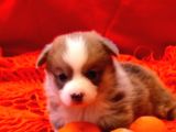 Secereli A Kalite Welsh Corgi Pembroke Yavrular