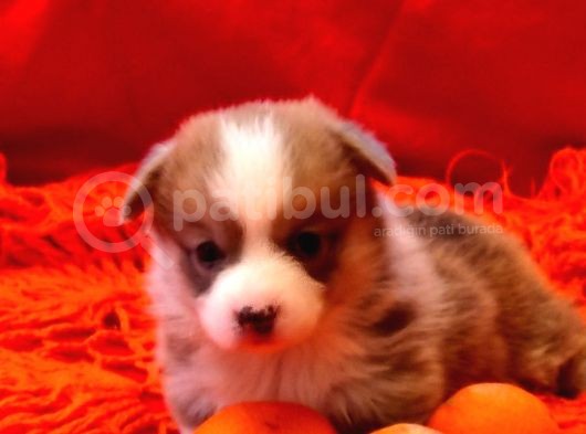 Secereli A Kalite Welsh Corgi Pembroke Yavrular görsel