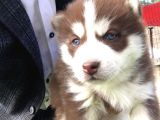 KIZIL RENK SİBİRYA HUSKY YAVRULARI