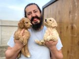 Cıvıl Cıvıl Giant Poodle Yavrularımız