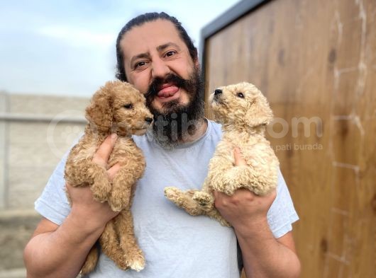 Cıvıl Cıvıl Giant Poodle Yavrularımız görsel