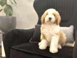 Medium Boy Labradoodle Multigenerational Yavrular