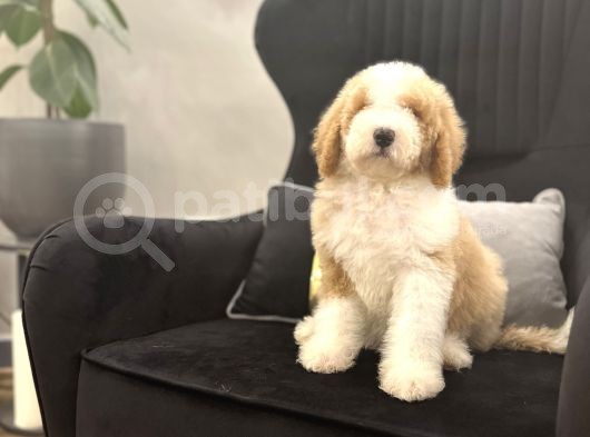 Medium Boy Labradoodle Multigenerational Yavrular görsel