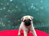 A kalite gül Kuyruk basık burun pug yavru