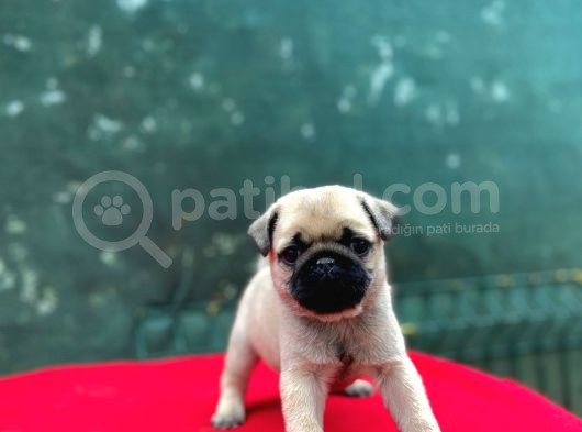 A Kalite Gül Kuyruk Basık Burun Pug Yavru