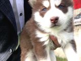 Kizil Renk Si̇bi̇rya Husky Yavrulari