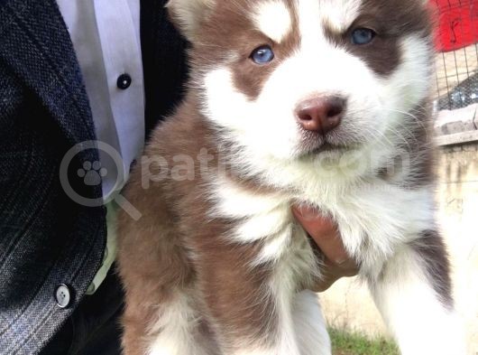 Kizil Renk Si̇bi̇rya Husky Yavrulari görsel