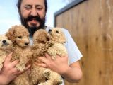 Cıvıl Cıvıl Giant Poodle Yavrularımız