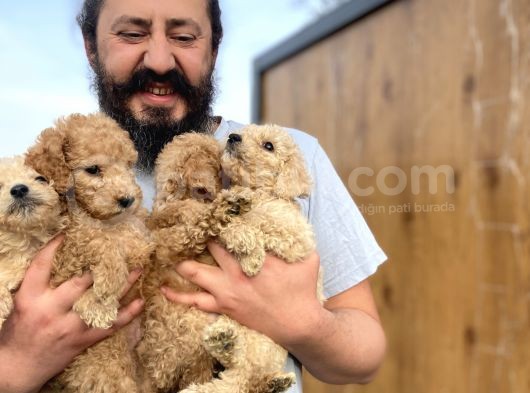 Cıvıl Cıvıl Giant Poodle Yavrularımız görsel