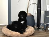 Bernedoodle Multigenerational Yavrular