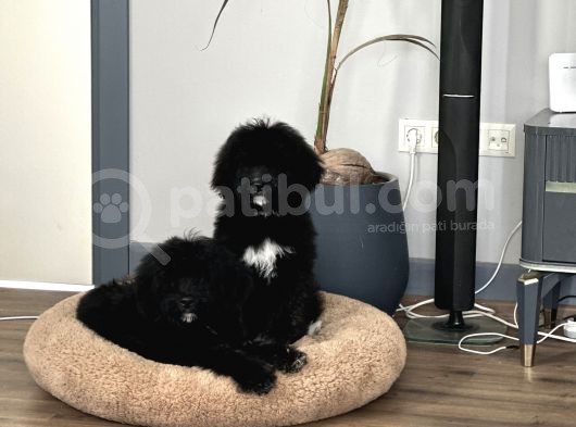 Bernedoodle Multigenerational Yavrular görsel