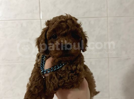 Dark Red Brown Toy Poodle Bebekleri̇mi̇z görsel