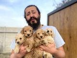 Cıvıl Cıvıl Giant Poodle Yavrularımız