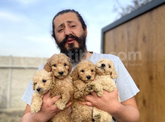 Cıvıl Cıvıl Giant Poodle Yavrularımız görsel