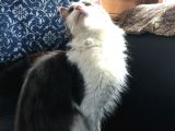 güzel huylu gerçek safkan maine coon