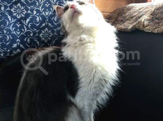 Güzel Huylu Gerçek Safkan Maine Coon