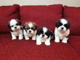 A kalite shih tzu yavruları