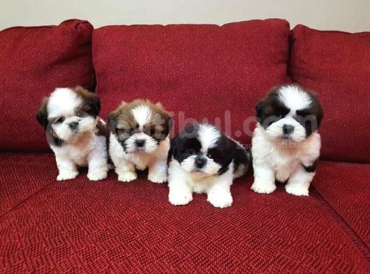 A Kalite Shih Tzu Yavruları
