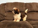 Safkan A Kalite Toy Shih Tzu Yavruları