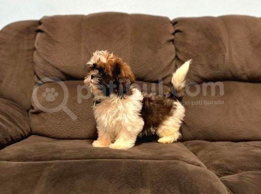 Safkan A Kalite Toy Shih Tzu Yavruları görsel