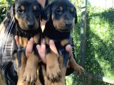 King doberman yavrularımız