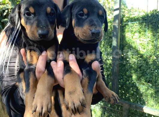 King doberman yavrularımız