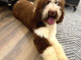 Giant Royal Colour chinese poodle puppies