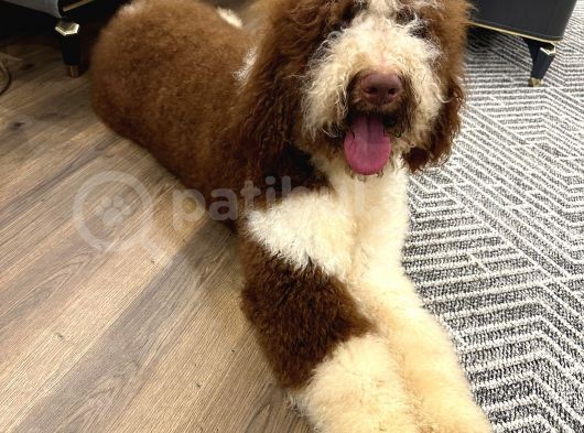 Giant Royal Colour Chinese Poodle Puppies