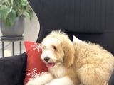 Multigenerational Goldendoodle Türkiyede Tek