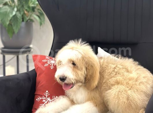 Multigenerational Goldendoodle Türkiyede Tek görsel