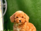 f1 RED MİNİ MALTİPOO YAVRULAR