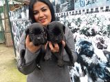 Safkan Canecorso Yavrularımız