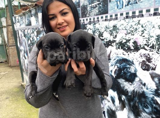 Safkan Canecorso Yavrularımız görsel