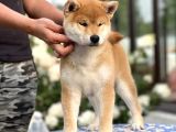 Anne baba secereli shiba inu yavrularımız