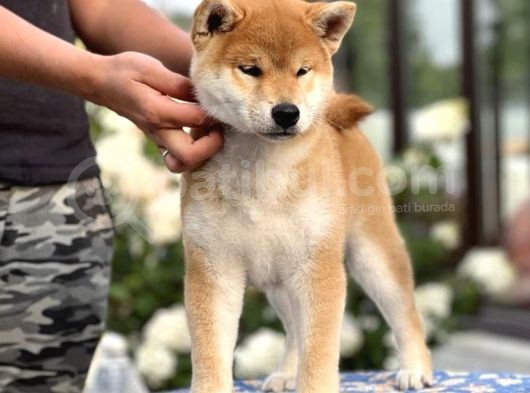 Anne Baba Secereli Shiba Inu Yavrularımız