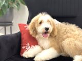Multigenerational Goldendoodle Türkiyede Tek